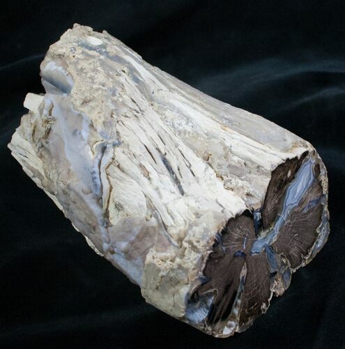 Large Blue Forest Petrified Wood Limb Section #7993